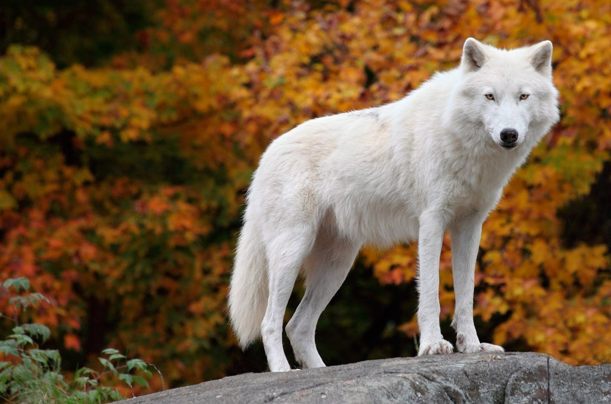 Arctic wolf with autumn background