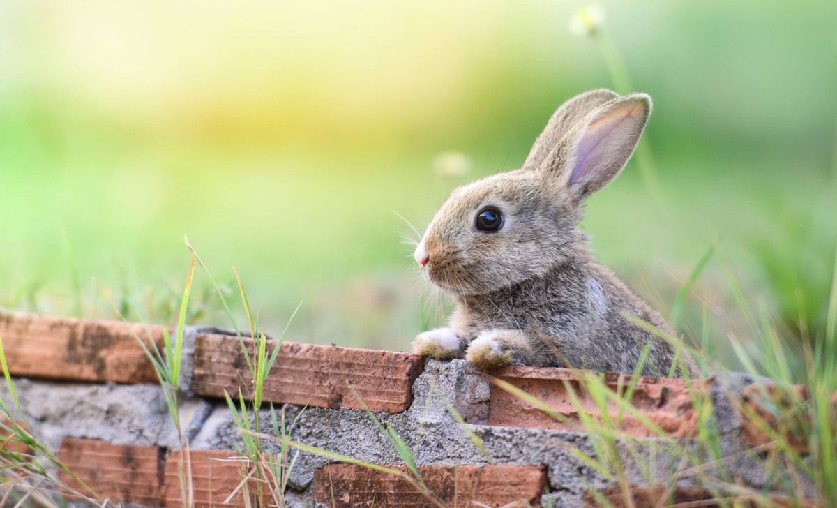 Behind the Ears: An Interview with Buster Bunny - MaisonBattat