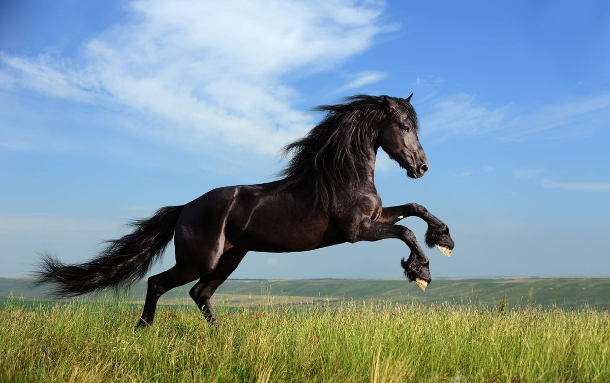 A Day in the (Wild) Life: Horses - MaisonBattat