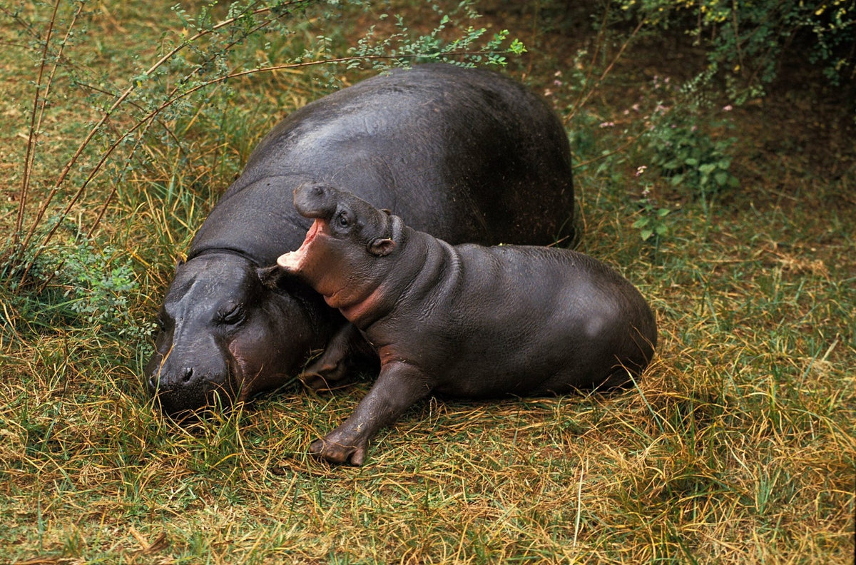 Moo Deng vs. Pesto: How well do you know these Viral Baby Animals? - MaisonBattat