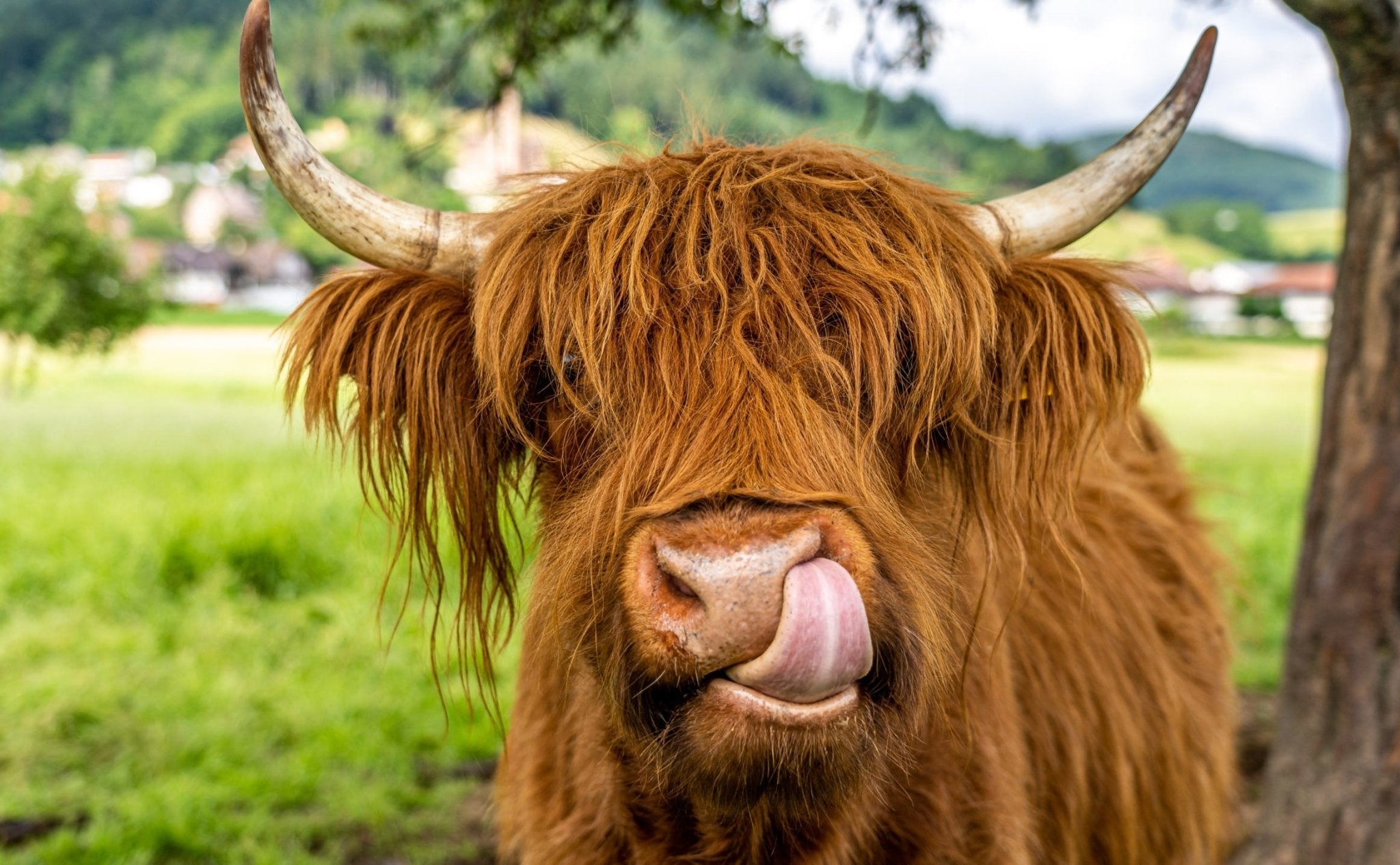 Surprising Facts About Our Favorite Farm Animals - MaisonBattat