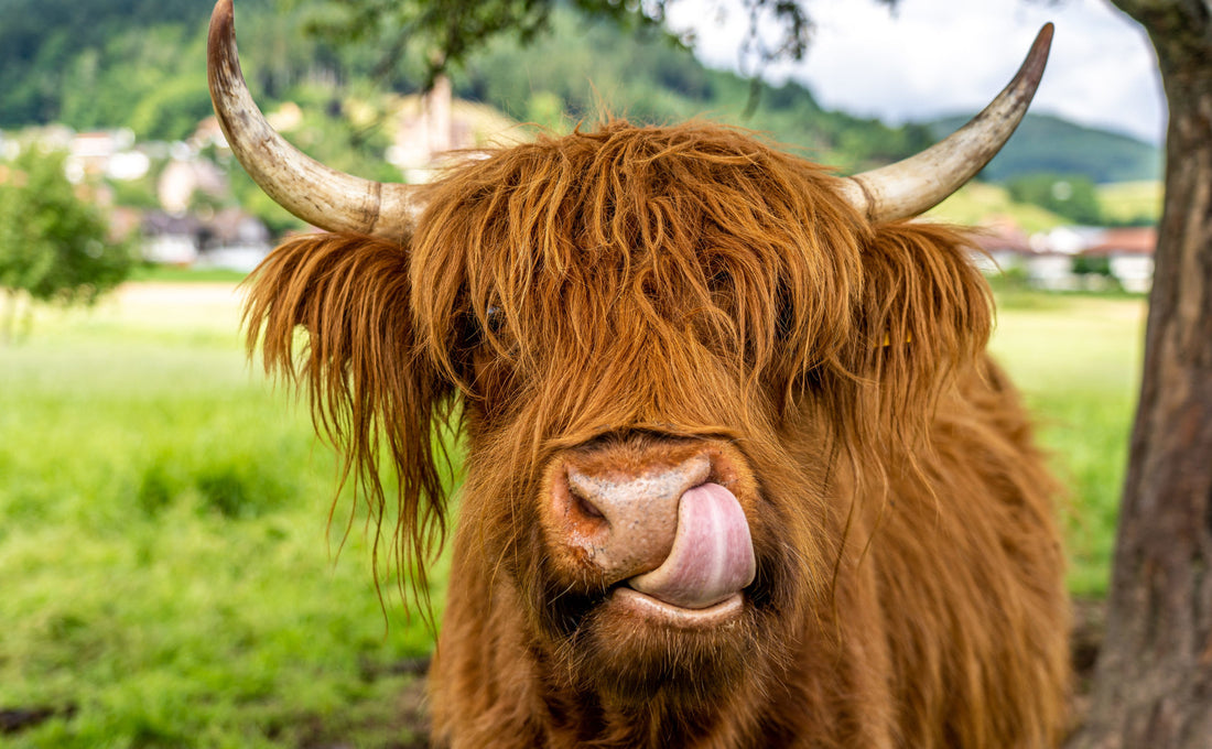 Surprising Facts About Our Favorite Farm Animals