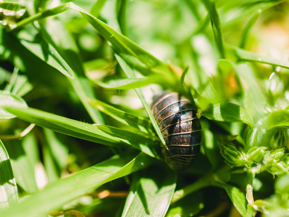 Pill bug on a blade of grass