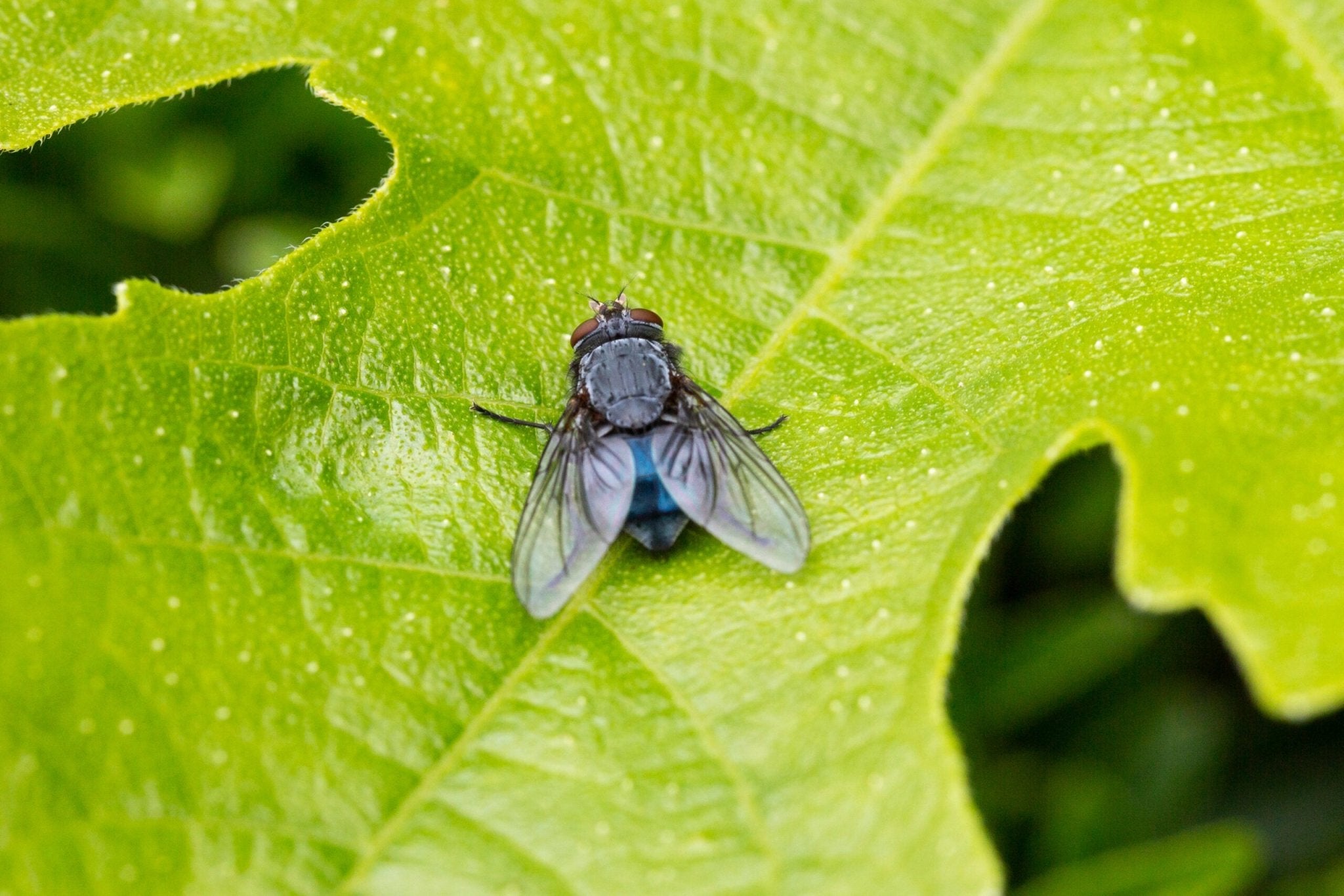 Blow Fly on Leaf
