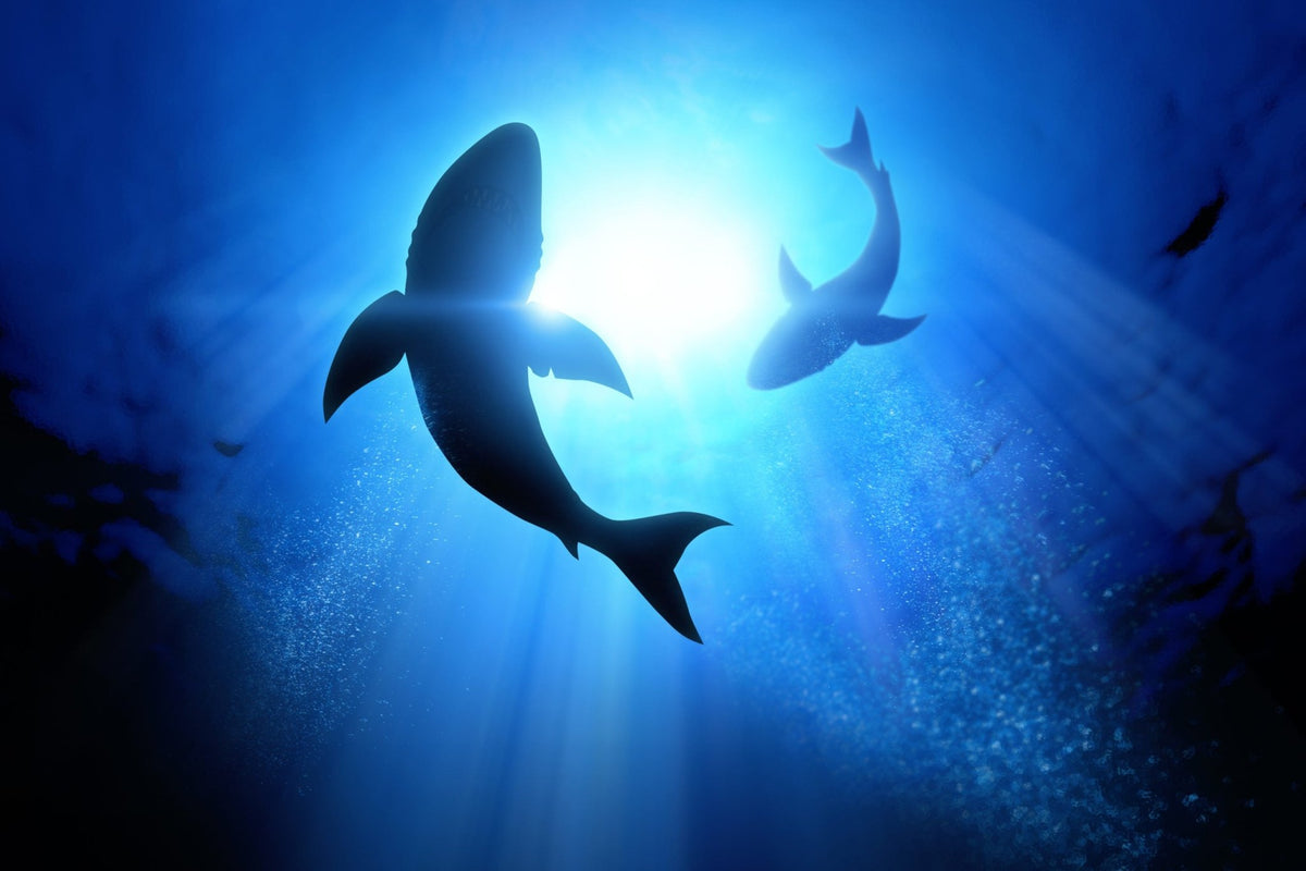 Fin-tastic Fun: Shark Facts for Kids - MaisonBattat