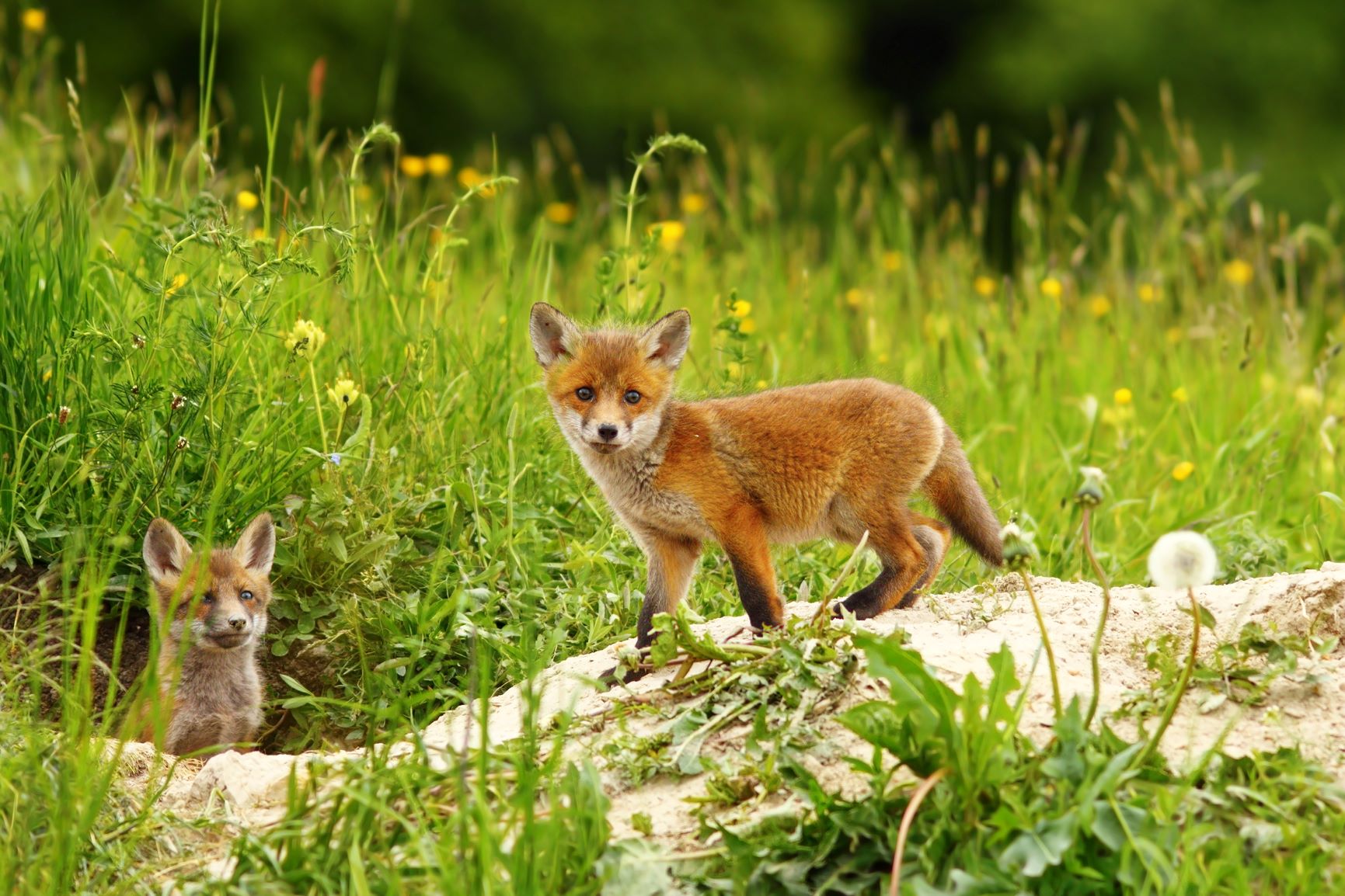 What Animals Are Born in Spring? - MaisonBattat