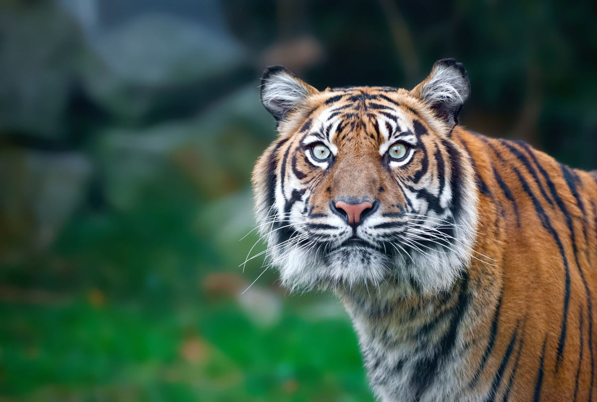 Get to Know our Planet: Part 3 - The Rainforest - MaisonBattat