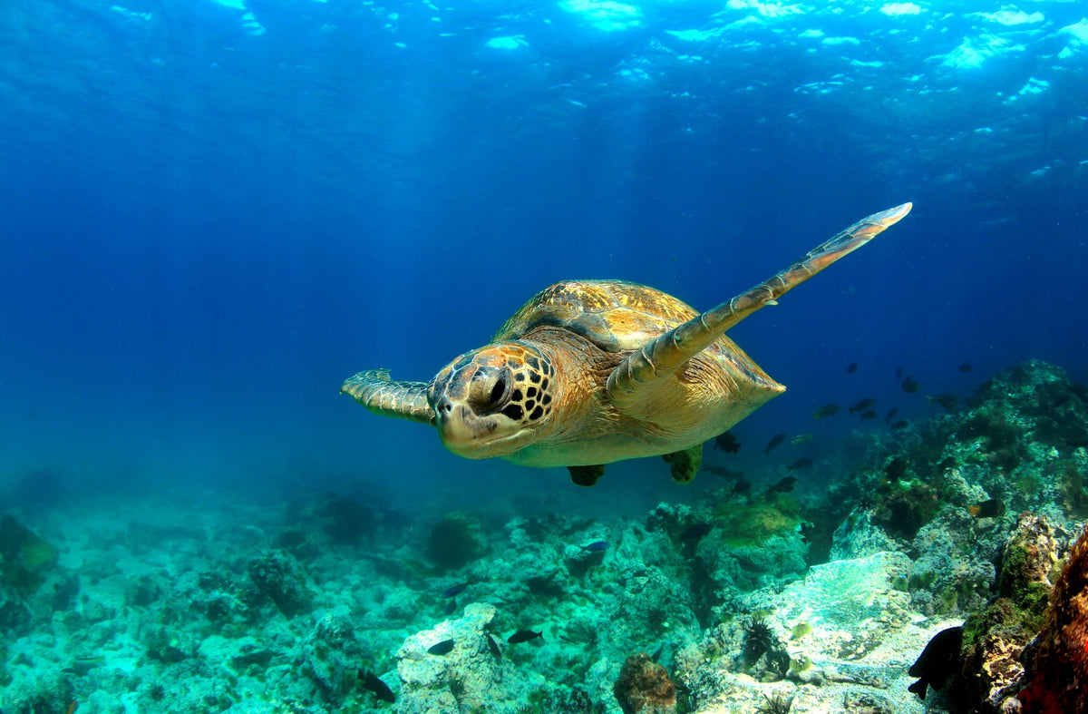 Get to Know Our Planet: Part 2 - The Ocean - MaisonBattat