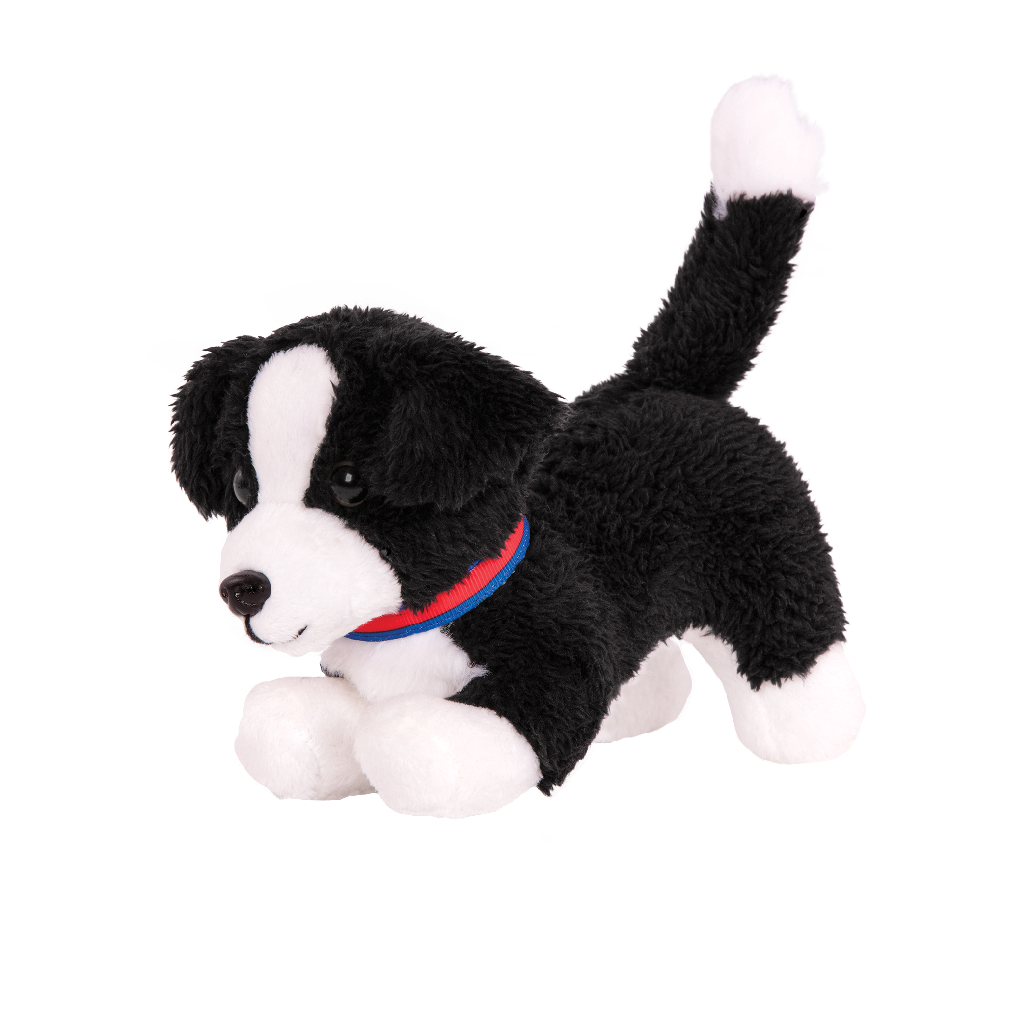 Border Collie Pup